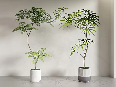 Indoor Bonsai Potted Plants With Fresh Green Leaves In Minimalist White Pots 3d model