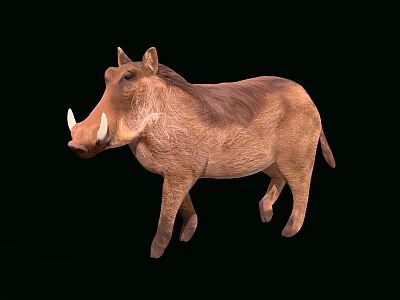 Brown Reptile With Sharp Tusks Standing On Black Background In Natural Pose 3d model