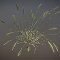 Wild Grass Plant With Long Slender Stems And Green Leafy Blades