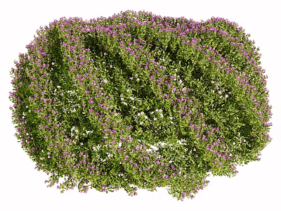 Vibrant Flower Bush With Purple And White Blooms And Lush Green Foliage 3d model