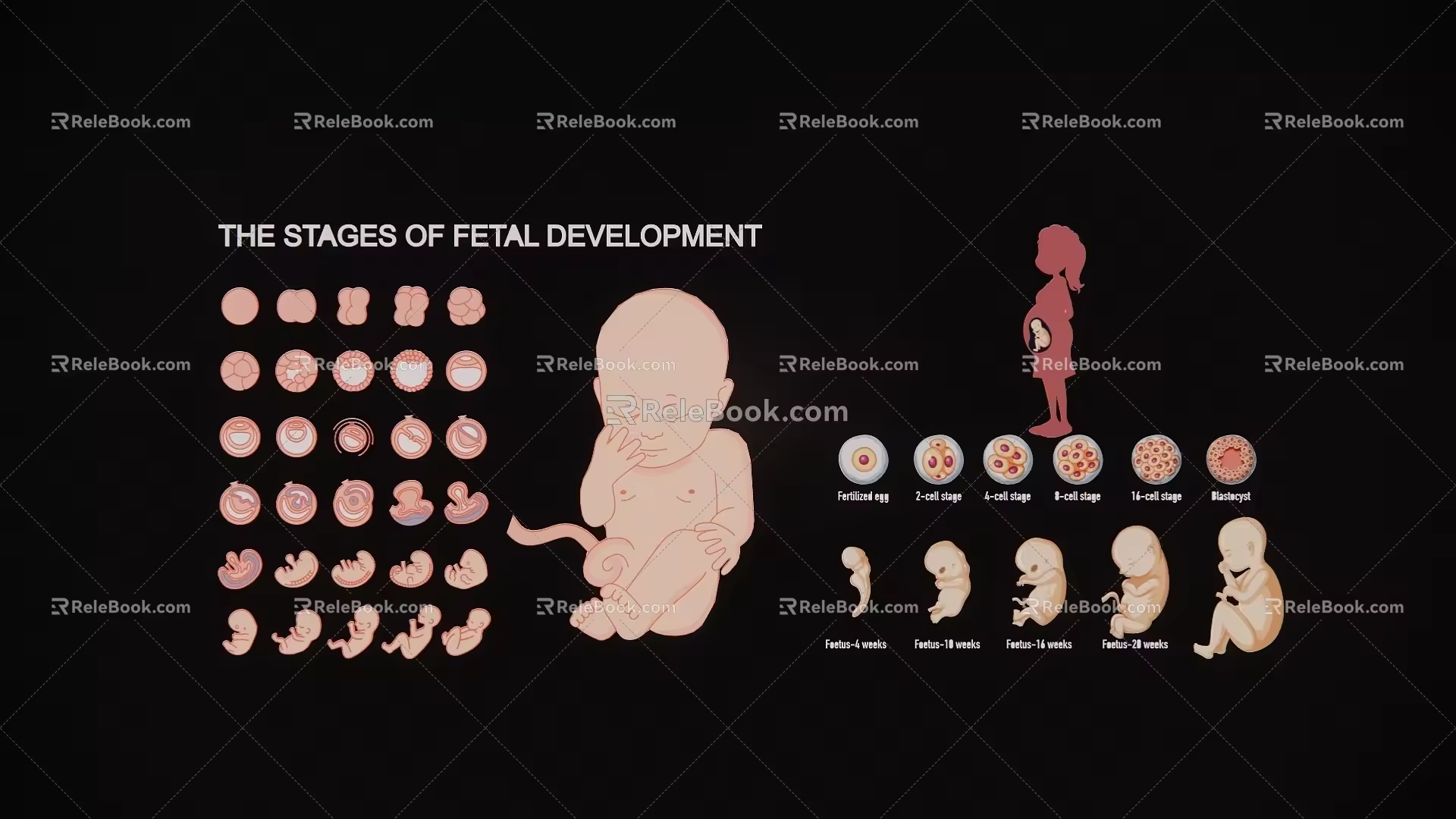 Cartoon fetal development and growth process stage October pregnancy diagram 3d model