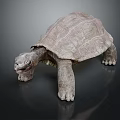 Realistic Turtle With Textured Shell Standing On Dark Surface Detailed Skin And Lifelike Design