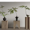 Bonsai Potted Plants With Lush Fern Leaves On Wooden Stands For Indoor Decor