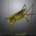Detailed Green Grasshopper With Long Antennae And Hind Legs Close Up View On Dark Background
