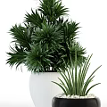Various Types of Decorative Potted Plants with Lush Foliage and Different Planters for Indoor Use