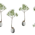 Hanging Bonsai Potted Small Trees With Stone Pots And Green Leafy Branches