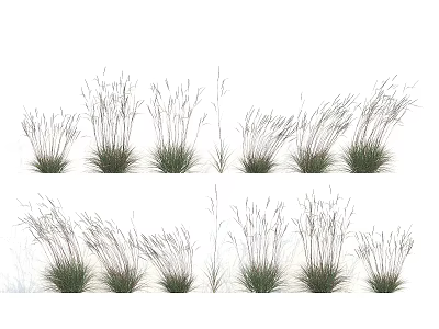 Collection Of Ornamental Grass Plants With Various Heights And Green Foliage For Garden Landscaping 3d model