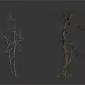 Two Dry Leafless Trees with Bare Branches on White Background and Reflections