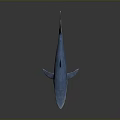 Blue Shark With Shiny Body Swimming In Dark Background With Reflection