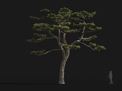 Tall Tree with Lush Green Foliage Sturdy Trunk and Human Figure for Scale 3d model
