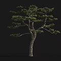 Tall Tree with Lush Green Foliage Sturdy Trunk and Human Figure for Scale