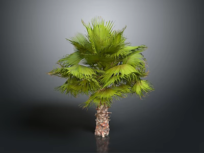 Realistic Green Palm Tree With Brown Trunk And Lush Fronds On Grey Background 3d model
