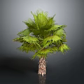 Realistic Green Palm Tree With Brown Trunk And Lush Fronds On Grey Background