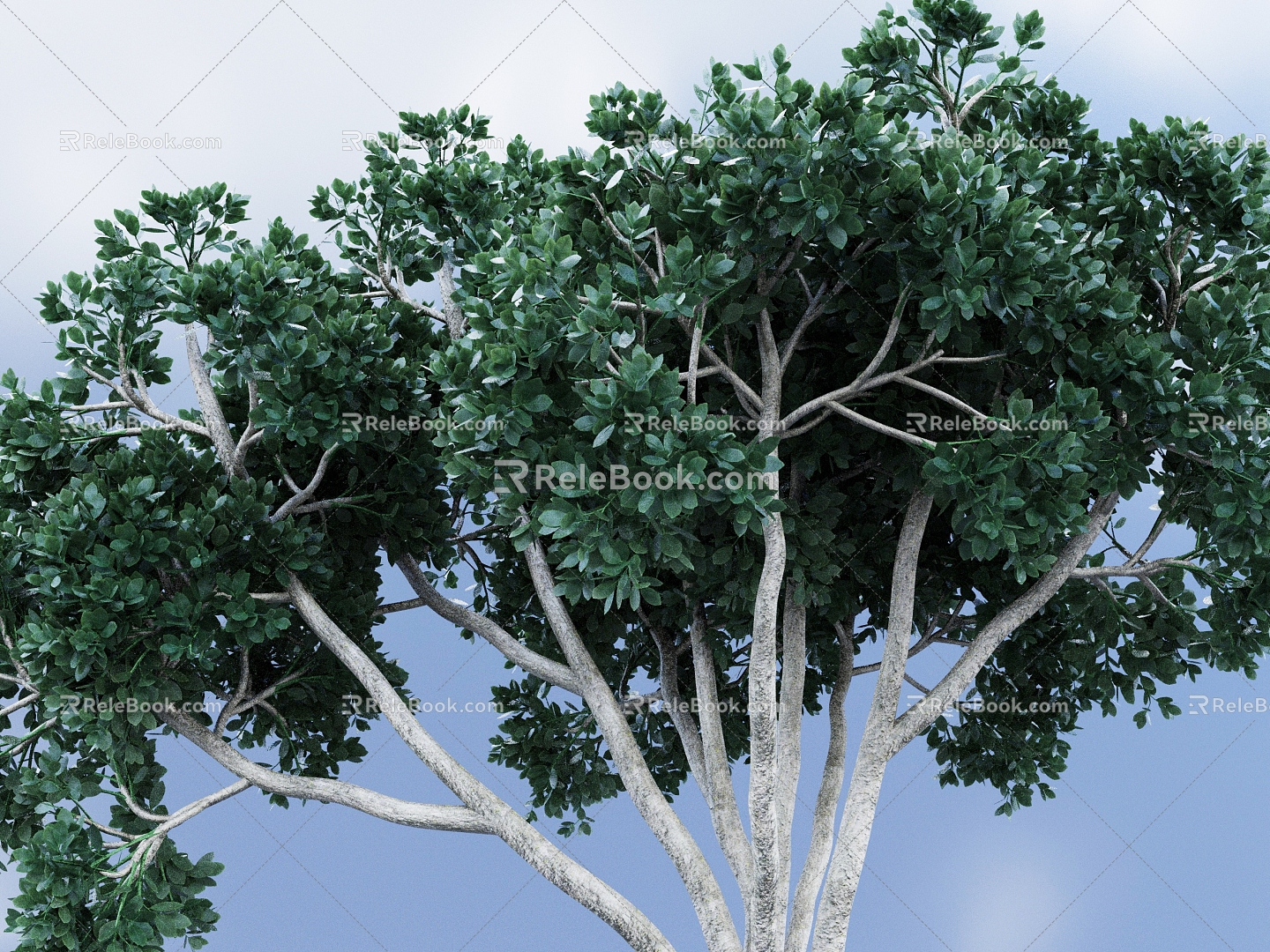 Big Trees Banyan Ficus Fig Trees Banyan Trees Tinseness Trees Ancient Trees Landscape Trees Street Trees Courtyard Trees 3d model