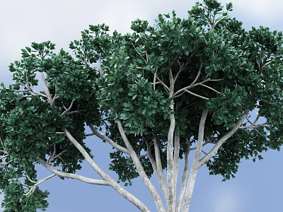 Tall Arbor Featuring Lush Green Foliage And Strong Branches In Natural Landscape 3d model