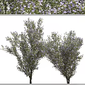 Lush Green Arbor With Purple Flowers And Dense Foliage In Natural Scene