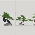 Ornamental Arbor Trees with Different Shapes on Stone Bases Against Blue Sky and White Clouds