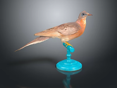 Taxidermy Bird With Brown And Orange Feathers On Blue Base Against Dark Background 3d model