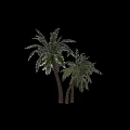 Outdoor Landscape Tree Coconut Tree Palm Tree Tropical Tree Tropical Green Planting Seaside Green Planting Beach Green Planting 3d model