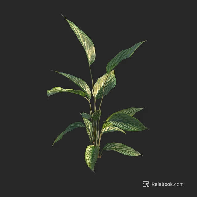 Lush Indoor Plant With Shiny Long Green Leaves Against Black Background 3d model 