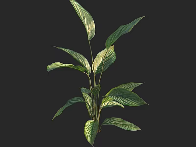 Lush Indoor Plant With Shiny Long Green Leaves Against Black Background 3d model
