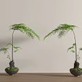 Bonsai Potted Plants With Fern Like Green Leaves In Dark Moss Covered Pots