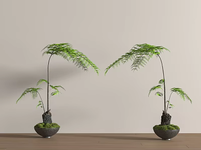Bonsai Potted Plants With Fern Like Green Leaves In Dark Moss Covered Pots 3d model