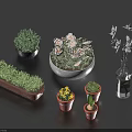 Bonsai and Potted Plants with Green Shrubs White Flowers Long Pots Small Planters Transparent Vase