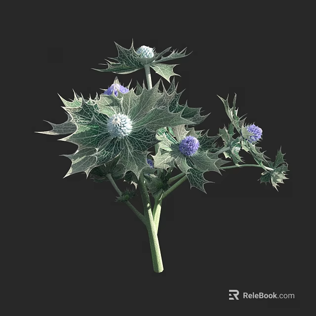Exquisite Thorny Plant With Purple Flowers White Spherical Blooms And Green Stems 3d model 