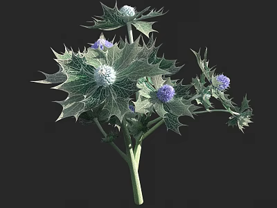 Exquisite Thorny Plant With Purple Flowers White Spherical Blooms And Green Stems 3d model