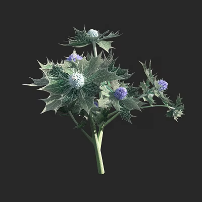 Exquisite Thorny Plant With Purple Flowers White Spherical Blooms And Green Stems 3d model
