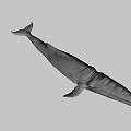 Whale In Dark Setting With Detailed Skin Patterns And Natural Swimming Stance