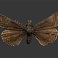Brown Butterfly Showing Spread Wings On Gray Gradient Background With Reflection 3d model