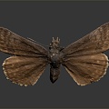 Modern Butterfly Moth Color Butterfly Tiger Spot Butterfly 3d model