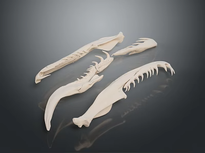 Animal Claw Skeletal Structure Detailed Anatomical Features For Biological Study And Research 3d model