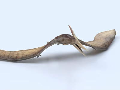 Realistic Pterosaur Model With Detailed Wing Structure And Cranial Crest 3d model