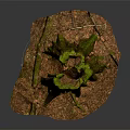Natural Wood Tree Stump With Green Moss And Rustic Branches On Ground