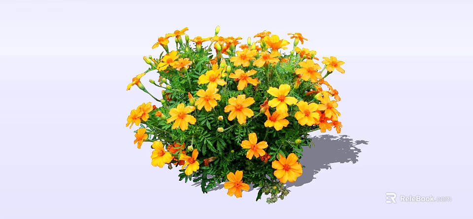 Vibrant Yellow Flowering Shrub With Lush Green Foliage In Garden 3d model 