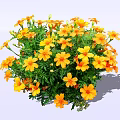 Vibrant Yellow Flowering Shrub With Lush Green Foliage In Garden
