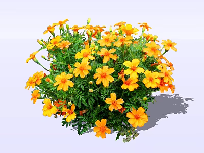 Vibrant Yellow Flowering Shrub With Lush Green Foliage In Garden 3d model