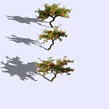 Pomegranate Trees With Curved Trunks Red Orange Fruits And Green Leaves