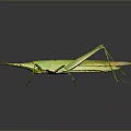 Green Grasshopper With Long Antennae Slender Legs And Reflection On Gray Background 3d model