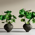 Aquarium Fish Tank Setup With Ceramic Pots Green Lotus Leaves And Pink Lotus Flowers