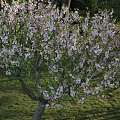 Forest Stone Bridge Park Maple Tree Acer Forest Cherry Blossom Hoof Cover Fern Bauhinia Magnolia Begonia Flower Red Leaf Plum Peach Blossom Tree Pomegranate Tree 3d model
