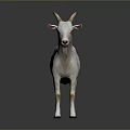 Realistic White Goat Full Body With Curved Horns Standing On Gray Background