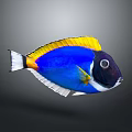 Vibrant Tropical Aquatic Fish With Blue Yellow White Colors Bright Fins And Distinctive Patterns