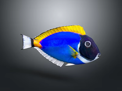 Vibrant Tropical Aquatic Fish With Blue Yellow White Colors Bright Fins And Distinctive Patterns 3d model