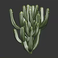 Green Cactus Plant With Multiple Branches And Yellow Spines On Black Background