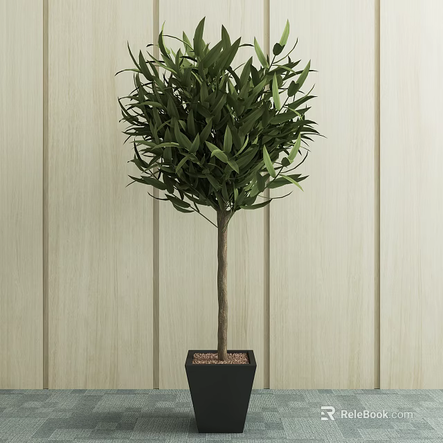 Bonsai Plant in Black Pot with Lush Green Leaves Slender Trunk Against Light Wooden Wall 3d model 