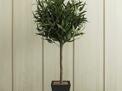 Bonsai Plant in Black Pot with Lush Green Leaves Slender Trunk Against Light Wooden Wall 3d model